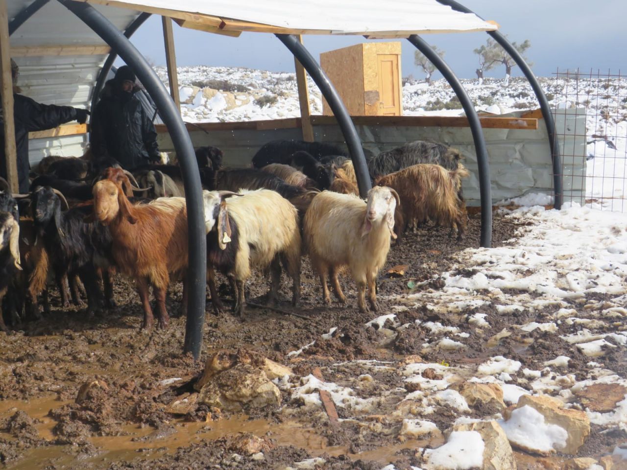 רמת מגרון (צילום: אלישע ירד)